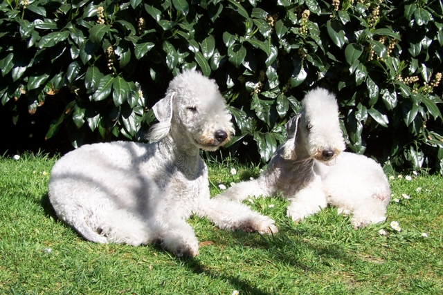 Unsere Hunde 11.05 (21).JPG